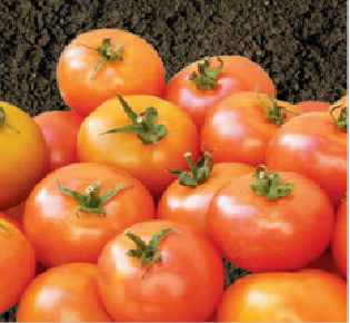 TO 2342 - Variety Tomato | Syngenta
