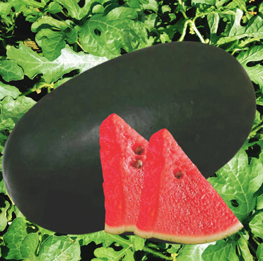 Watermelon Varieties | Syngenta