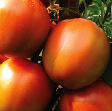 【tomato】 TO-1458 - Variety Tomato | Syngenta