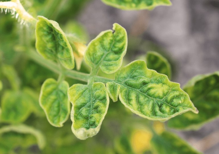 Symptoms of tomato yellow leaf curl virus infection