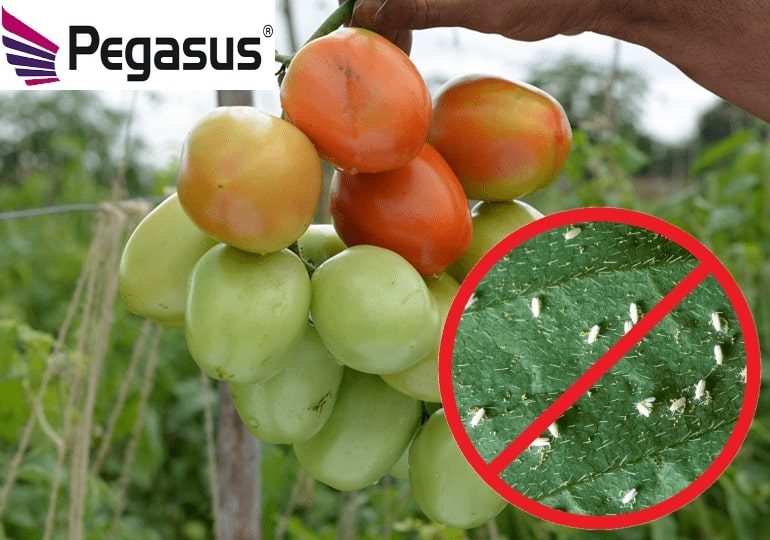 Learn what you can do to properly control whitefly infestations on tomatoes.