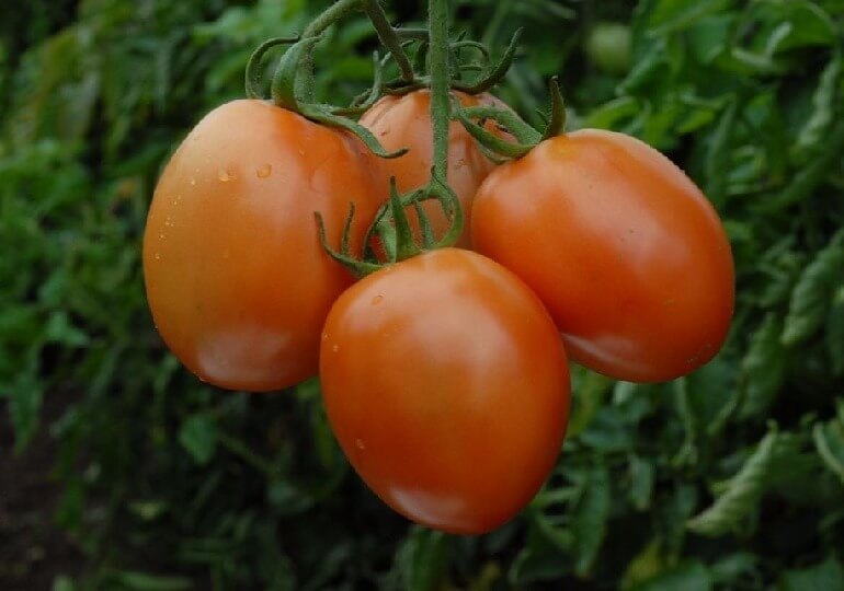 Pest Control for Tomato