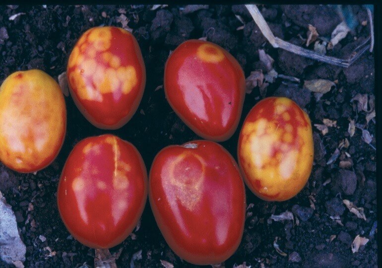 Spotted wilt virus in tomato
