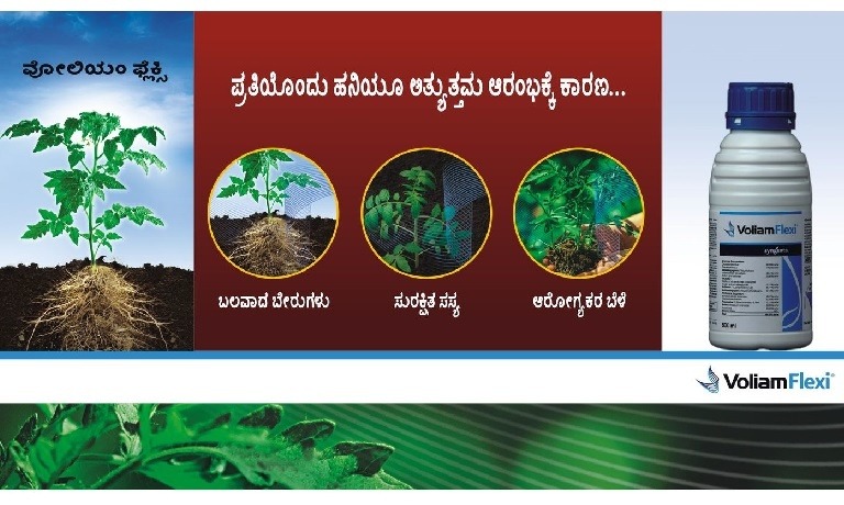 ಟೊಮ್ಯಾಟೊದಲ್ಲಿ ಕೀಟ ನಿಯಂತ್ರಣ