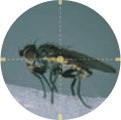 Shoot fly insect