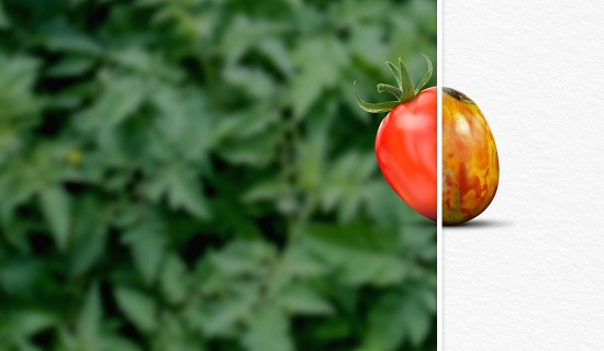 Manage Tomato virus infections on time.