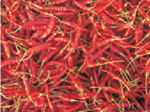 Ojaswi (HPH-017)
