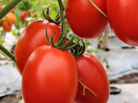 TO 1389 - Variety Tomato | Syngenta