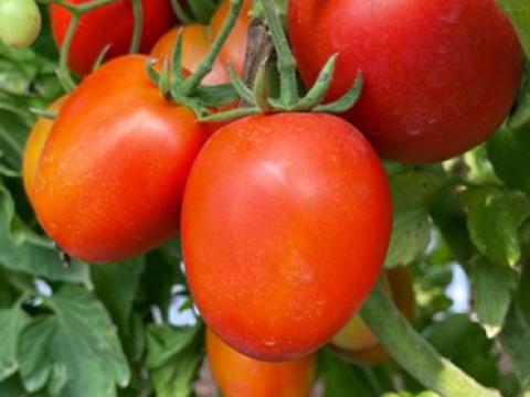 TO 2342 - Variety Tomato | Syngenta