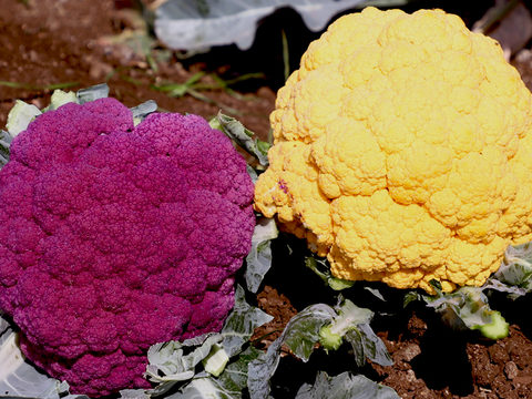 Colored Cauliflower