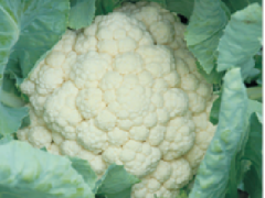 Kimaya - Variety Cauliflower | Syngenta