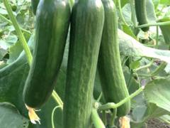 Pruva - Variety Cucumber | Syngenta