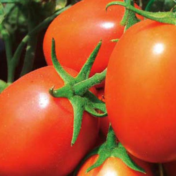 トイガン TOMATO TO 1389 - Variety Tomato | Syngenta