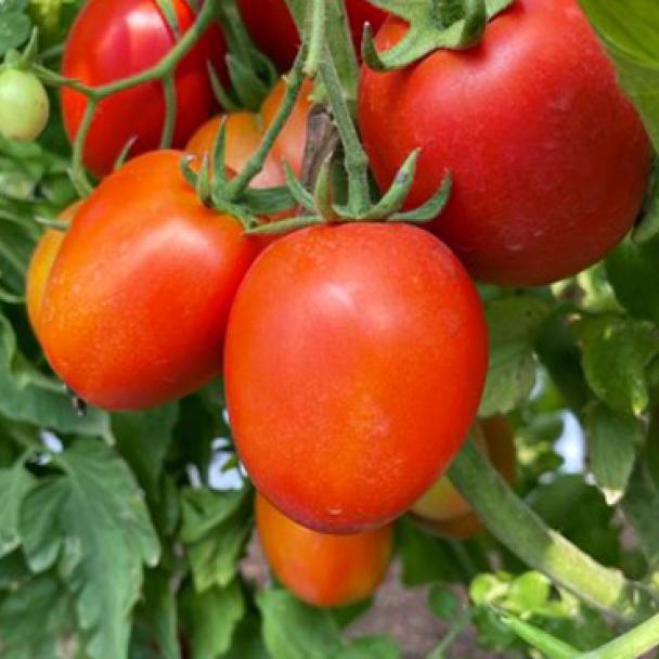 【tomato212】 TO 2174 - Variety Tomato | Syngenta