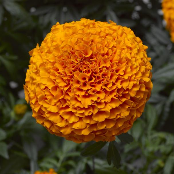 Marigold flower seeds
