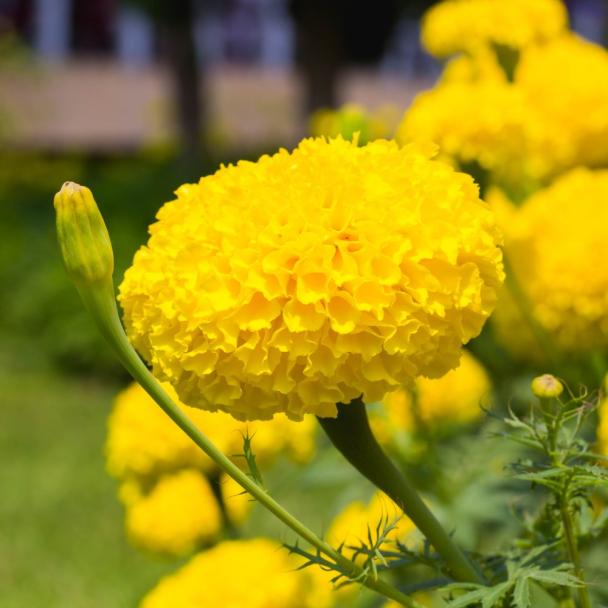 Marigold flower seeds