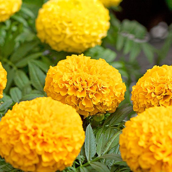 Marigold flower seeds