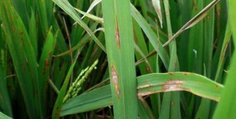 Crop protection | Syngenta