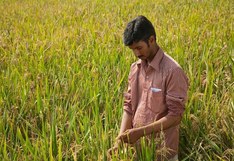 Rice farmer in field 