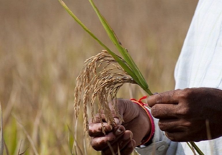 Rice pest in india