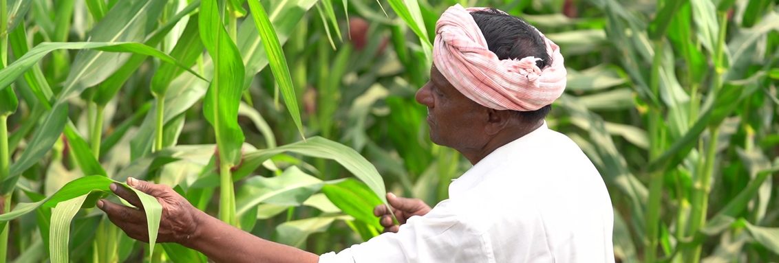 Corn Grower in India