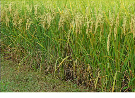 S 4003 - Variety Rice | Syngenta
