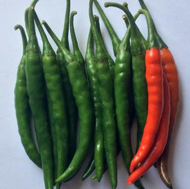 Hot Pepper Varieties | Syngenta