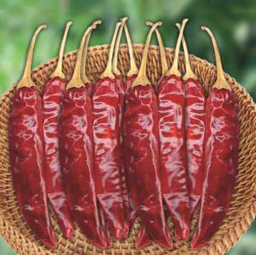 Redpatti