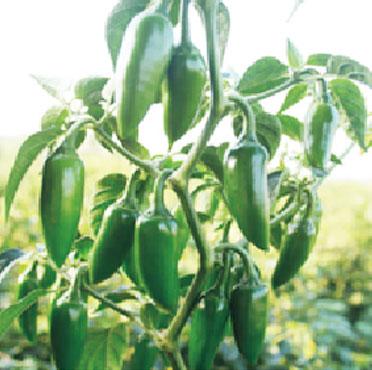 Hot Pepper Varieties | Syngenta