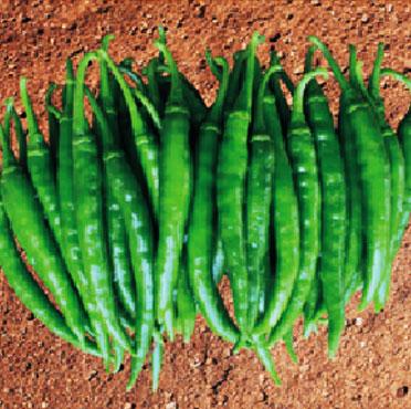 Hot Pepper Varieties | Syngenta
