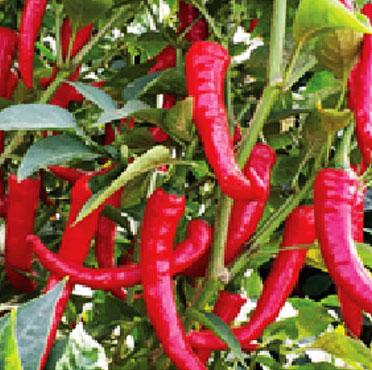 Hot Pepper Varieties | Syngenta