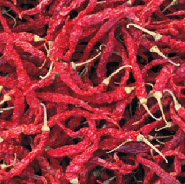 その他 chilli Hot Pepper Varieties | Syngenta