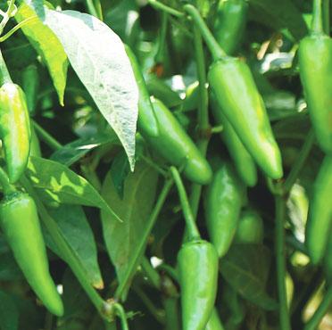 Hot Pepper Varieties | Syngenta