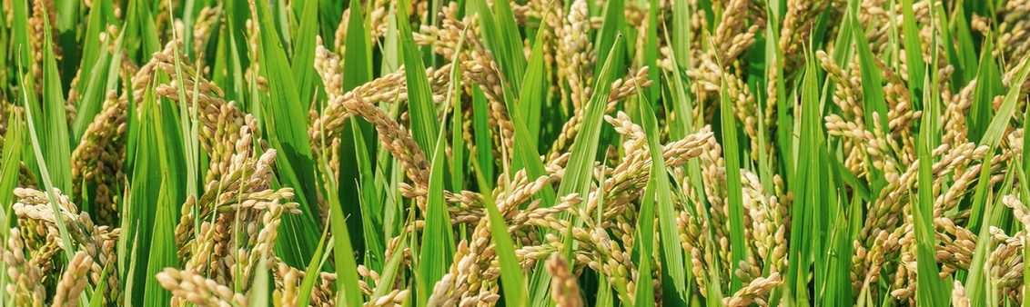 High quality rice crop