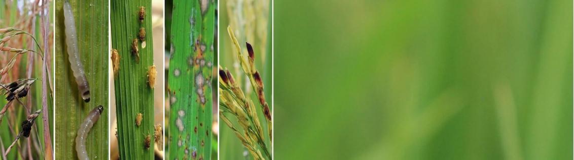 Increase rice quality and yield potential. | Syngenta