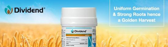 Dividend