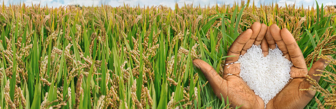 Rice Crop Managment