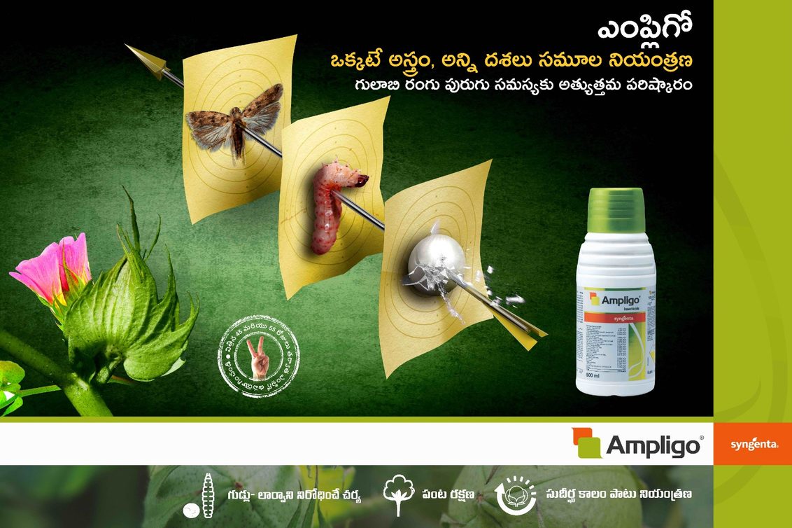 Ampligo Cotton Telugu