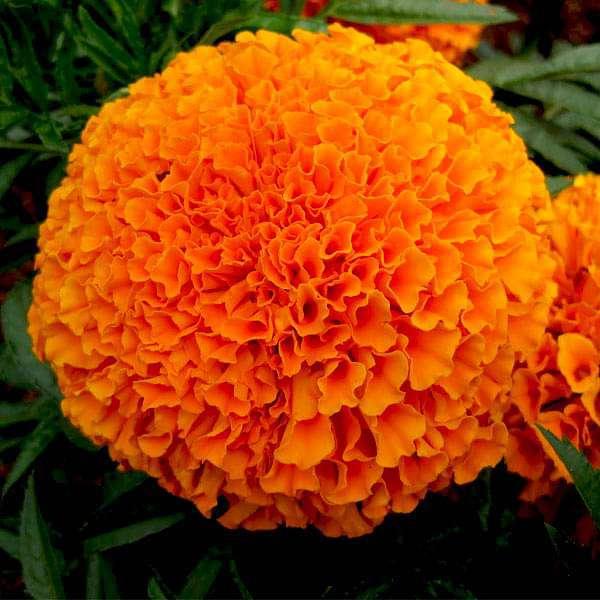 Marigold flower seeds