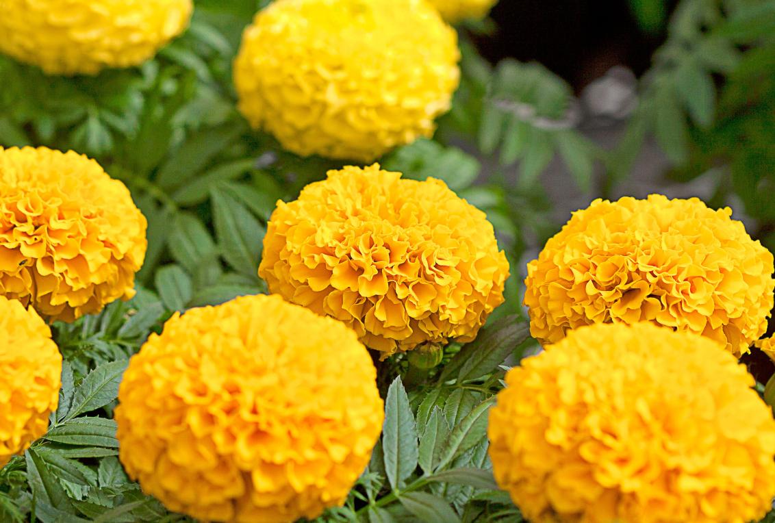 Marigold flower seeds