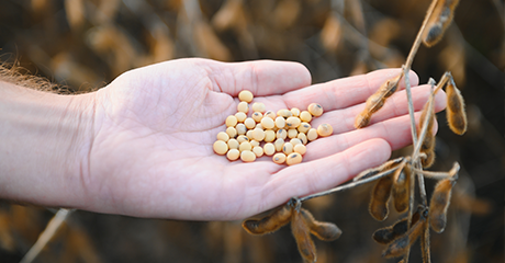 Excellent Crop Safety