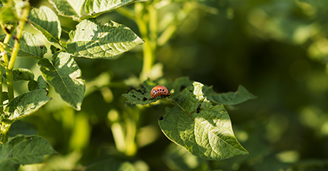 Rapid Feeding Cessation on Mites and Some LEPS