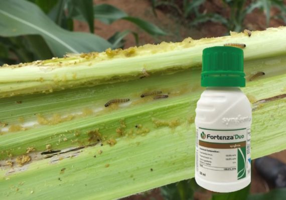 Fall Armyworm Fortenza Duo