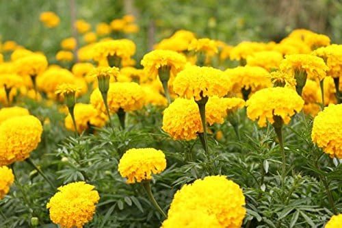 Marigold flower seeds