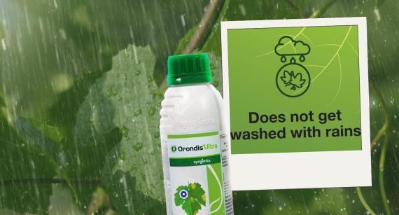 Can You Use Fungicide In The Rain