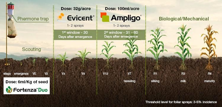 Fall Armyworm management