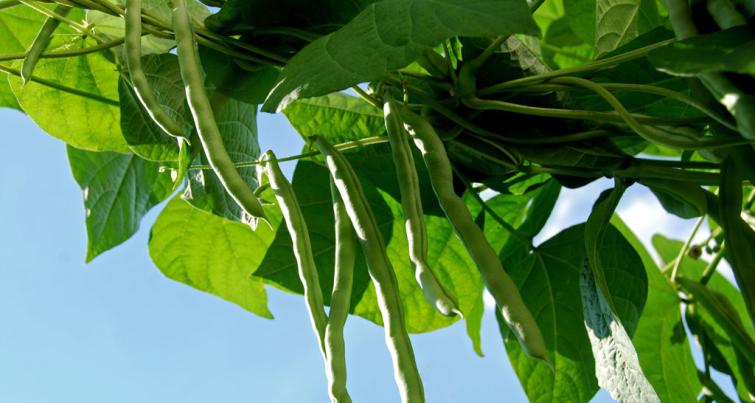 Beans Varieties | Syngenta