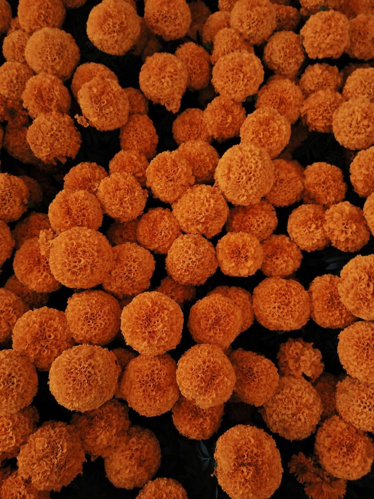 Marigold flower seeds