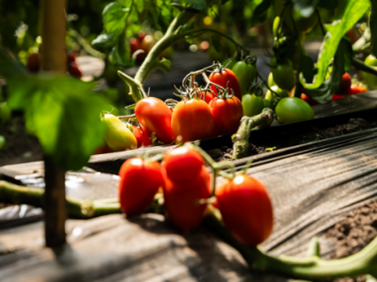 two-column image tomato