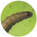 Fall Armyworm Larva